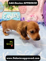 Mr Gomer , a male Miniature Dachshund for sale in Arapahoe, CO – Photo 6 of 9