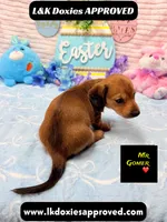 Mr Gomer , a male Miniature Dachshund for sale in Arapahoe, CO – Photo 2 of 9