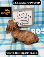 Mr Benji Brindle 💙, a male Miniature Dachshund for sale in Arapahoe, CO – 5 of 10