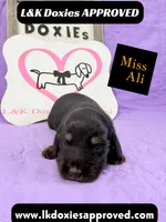 Miss Ali 785-821-1920, a female Miniature Dachshund for sale in Arapahoe, CO – 3 of 10