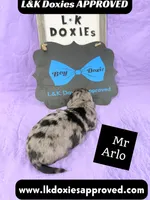 Mr Arlo, a male Miniature Dachshund for sale in Arapahoe, CO – 8 of 10