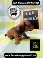 Mr Elk, a male Miniature Dachshund for sale in Arapahoe, CO – 5 of 10