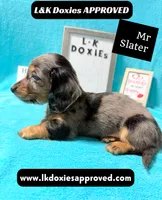 Mr Slater 785-821-1920 LH, a male Miniature Dachshund for sale in Arapahoe, CO – 8 of 10
