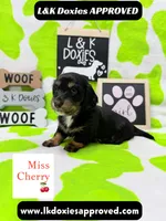 Miss Cherry 🍒LH 785-821-1920, a female Miniature Dachshund for sale in Arapahoe, CO – 3 of 10