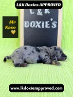 Mr Kase 785-821-1920 🩵, a male Miniature Dachshund for sale in Arapahoe, CO – 1 of 10