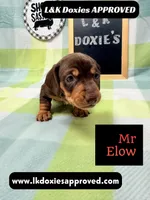 Mr Elon No Merle Genes SH, a male Miniature Dachshund for sale in Arapahoe, CO – 3 of 10