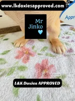 Mr Jinko SH , a male Miniature Dachshund for sale in Arapahoe, CO – 1 of 10