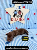 Miss Jakelti, a female Miniature Dachshund for sale in Arapahoe, CO – 4 of 9