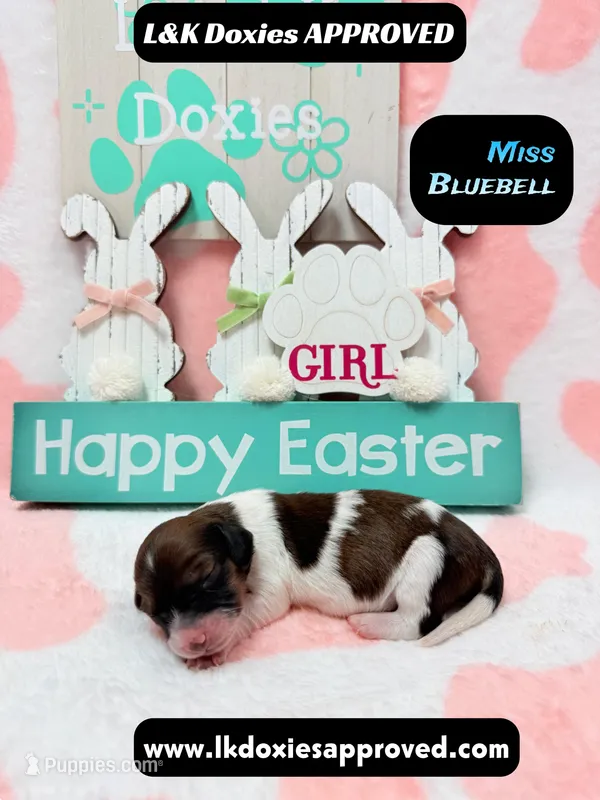 Miss Bluebell. Brindle/Pie Bald  – Miniature Dachshund puppy for sale in Arapahoe, CO