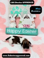 Miss Bluebell. Brindle/Pie Bald , a female Miniature Dachshund for sale in Arapahoe, CO – Photo 5 of 10