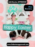 Miss Bluebell. Brindle/Pie Bald , a female Miniature Dachshund for sale in Arapahoe, CO – Photo 8 of 10