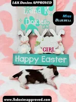 Miss Bluebell. Brindle/Pie Bald , a female Miniature Dachshund for sale in Arapahoe, CO – Photo 7 of 10