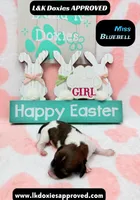 Miss Bluebell. Brindle/Pie Bald , a female Miniature Dachshund for sale in Arapahoe, CO – Photo 4 of 10