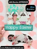 Miss Bluebell. Brindle/Pie Bald , a female Miniature Dachshund for sale in Arapahoe, CO – Photo 10 of 10