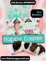 Miss Bluebell. Brindle/Pie Bald , a female Miniature Dachshund for sale in Arapahoe, CO – Photo 9 of 10