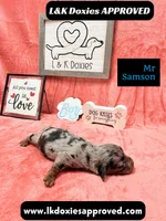 Mr Samson, a male Miniature Dachshund for sale in Arapahoe, CO – 9 of 10
