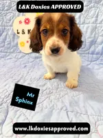 Mr Sphynx 795-821-1920 LH, a male Miniature Dachshund for sale in Arapahoe, CO – 9 of 10