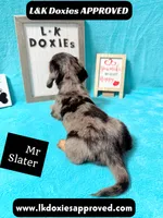 Mr Slater 785-821-1920 LH, a male Miniature Dachshund for sale in Arapahoe, CO – 5 of 10