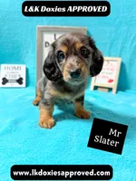 Mr Slater 785-821-1920 LH, a male Miniature Dachshund for sale in Arapahoe, CO – 3 of 10