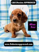 Miss Tizz, a female Miniature Dachshund for sale in Arapahoe, CO – 4 of 10