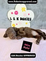 Miss Kelsi 785-821-1920, a female Miniature Dachshund for sale in Arapahoe, CO – 8 of 10