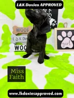 Miss Faith  785-821-1920, a female Miniature Dachshund for sale in Arapahoe, CO – 8 of 10