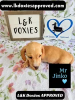 Mr Jinko SH , a male Miniature Dachshund for sale in Arapahoe, CO – 9 of 10