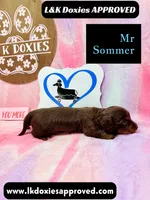Mr Soomer LH, a male Miniature Dachshund for sale in Arapahoe, CO – 4 of 10