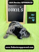 Mr Koda  785-821-1920, a male Miniature Dachshund for sale in Arapahoe, CO – 9 of 9