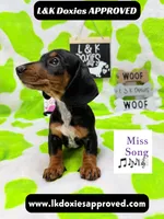 Miss Song 🎶785-821-1920, a female Miniature Dachshund for sale in Arapahoe, CO – 5 of 10