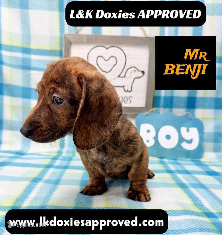 Mr Benji Brindle – Miniature Dachshund puppy for sale in Arapahoe, CO