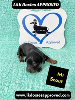 Mr Scout 785-821-1920, a male Miniature Dachshund for sale in Arapahoe, CO – 5 of 10