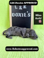 Miss Kelti 🩷785-821-1920, a female Miniature Dachshund for sale in Arapahoe, CO – 10 of 10