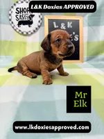 Mr Elk, a male Miniature Dachshund for sale in Arapahoe, CO – 2 of 10