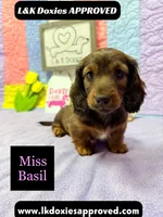 Miss Basil, a female Miniature Dachshund for sale in Arapahoe, CO – 3 of 10