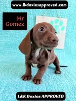 Mr Gomez SH , a male Miniature Dachshund for sale in Arapahoe, CO – 1 of 10