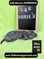 Miss Kelti 🩷785-821-1920, a female Miniature Dachshund for sale in Arapahoe, CO – 5 of 10