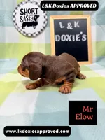 Mr Elon No Merle Genes SH, a male Miniature Dachshund for sale in Arapahoe, CO – 9 of 10
