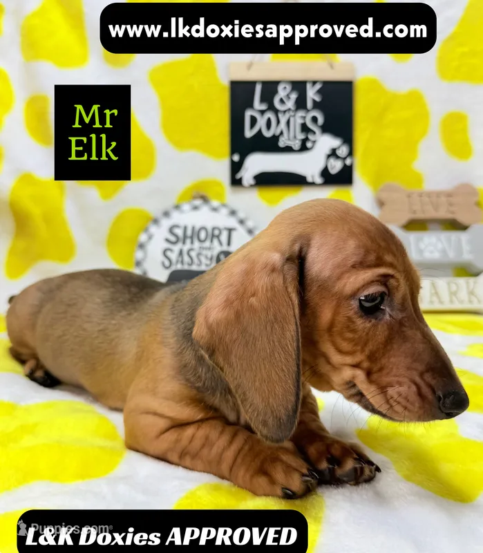 Mr Elk NON DAPPLE GUY – Miniature Dachshund puppy for sale in Arapahoe, CO