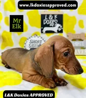 Mr Elk NON DAPPLE GUY, a male Miniature Dachshund for sale in Arapahoe, CO – 1 of 10