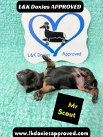 Mr Scout 785-821-1920, a male Miniature Dachshund for sale in Arapahoe, CO – 6 of 10