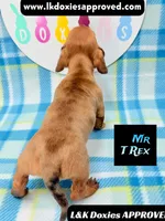 Mr T Rex, a male Miniature Dachshund for sale in Arapahoe, CO – 5 of 10
