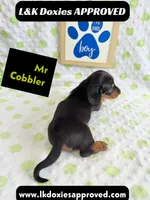 Mr Cobler 785-821-1920 SH, a male Miniature Dachshund for sale in Arapahoe, CO – 3 of 10
