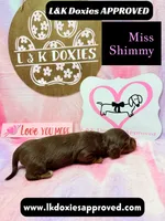 Miss Shimmy, a female Miniature Dachshund for sale in Arapahoe, CO – 6 of 9