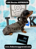Mr Kantor 785-821-1920, a male Miniature Dachshund for sale in Arapahoe, CO – 4 of 10