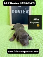 Miss Kaycee 785-821-1920, a female Miniature Dachshund for sale in Arapahoe, CO – 10 of 10