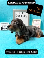 Mr Sheldon 785-821-1920, a male Miniature Dachshund for sale in Arapahoe, CO – 2 of 10