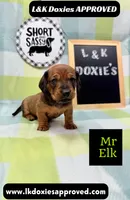 Mr Elk, a male Miniature Dachshund for sale in Arapahoe, CO – 7 of 10