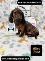 Miss Tana, a female Miniature Dachshund for sale in Arapahoe, CO – 4 of 10