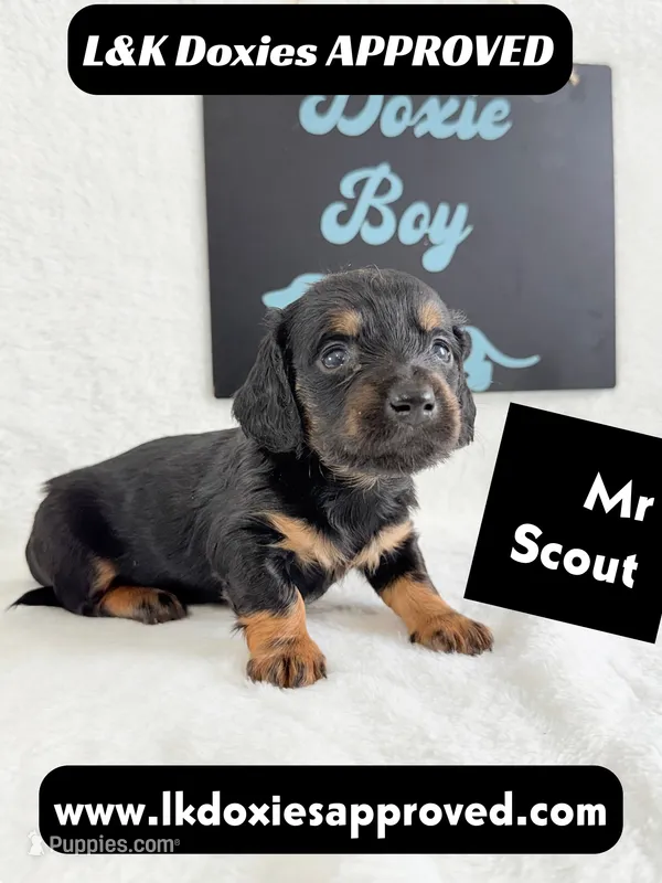 Mr Scout 785-821-1920 – Miniature Dachshund puppy for sale in Arapahoe, CO